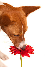 Hunde mit Blume