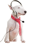 Hund mit Kopfhörer